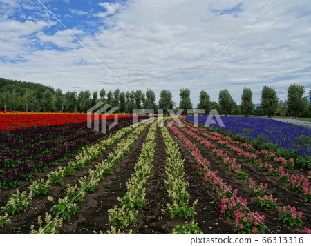 Farm Tomita Farm Tomita 66313316