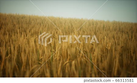 Dark stormy clouds over wheat field 66313581