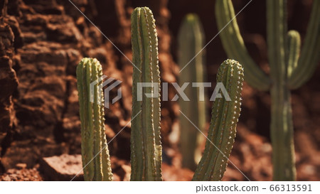 cactus in the Arizona desert near red rock stones 66313591