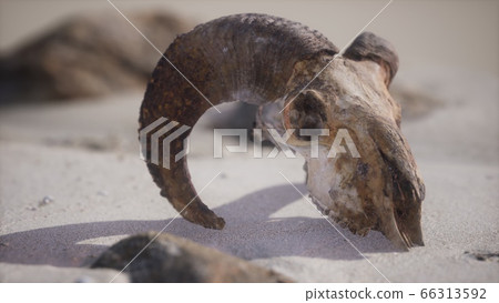 Skull with ram horns on the beach Skull with ram horns on the beach 66313592