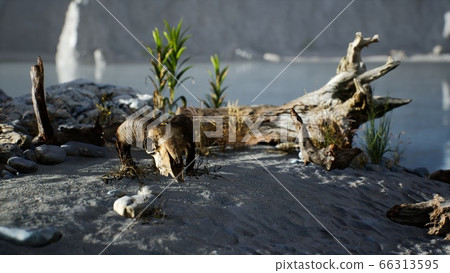Skull of a dead ram in the desert Skull of a dead ram in the desert 66313595