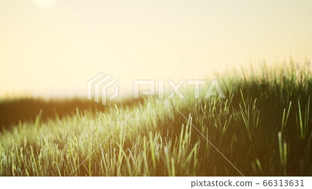 Green field at sunrise with blue sky 66313631