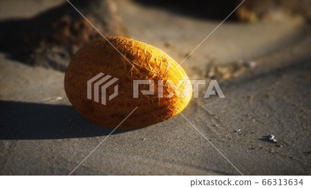 Desert melon on the sand beach Desert melon on the sand beach 66313634