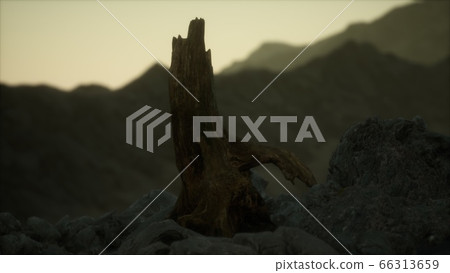 Dead pine tree at granite rock at sunset 66313659