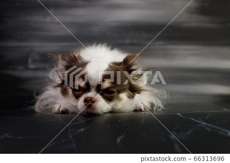 Long haired chihuahua dog closeup portrait Long haired chihuahua dog closeup portrait 66313696