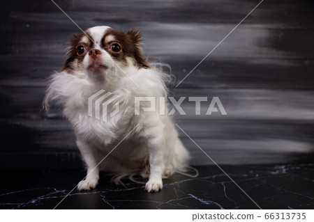 Long haired chihuahua dog closeup portrait isolated on black background. Long haired chihuahua dog closeup portrait isolated on black background. 66313735