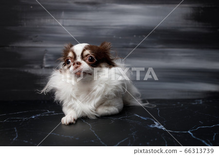 Long haired chihuahua dog closeup portrait isolated on black background. Long haired chihuahua dog closeup portrait isolated on black background. 66313739
