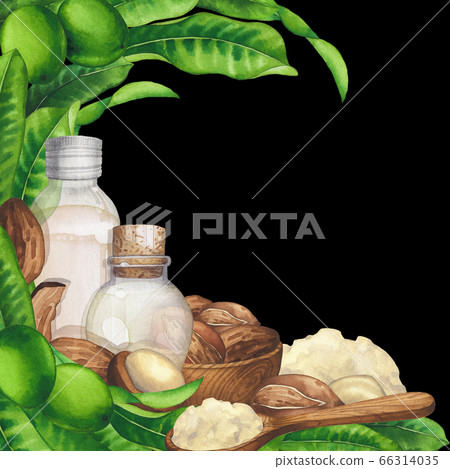 Watercolor oil bottles surrounded by shea plants and butter. Watercolor oil bottles surrounded by shea plants and butter. 66314035