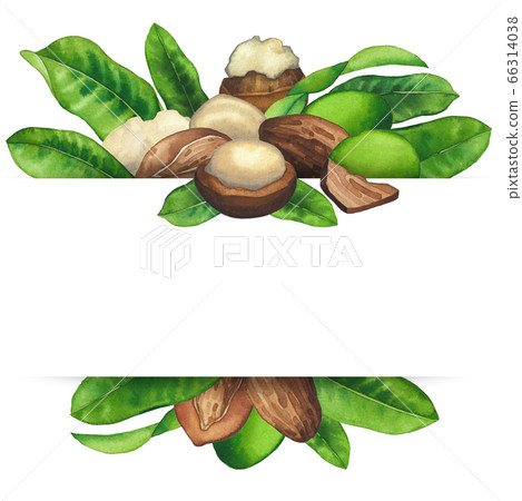 Watercolor shea nuts and leaves. Hand painted design 66314038