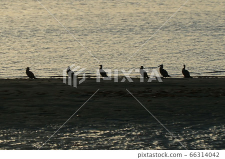 Near the Chichi River estuary 66314042