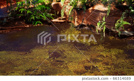 tropical golden pond with rocks and green plants tropical golden pond with rocks and green plants 66314089