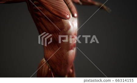 Muscular System of human body animation - Stock Illustration [66314155 ...