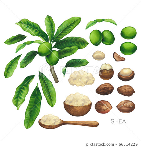 Collection of watercolor shea plants. Nuts, leaves and butter inside the woodeb bowl and spoon 66314229