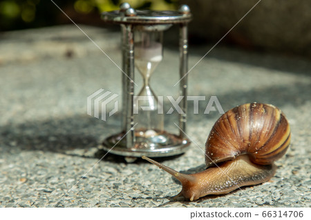 Dark achatina snail with Dark shell crawling. 66314706