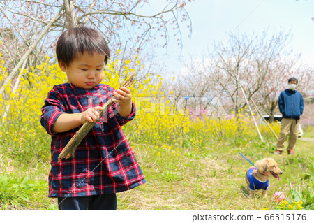 Infant boys playing in the rape field Infant boys playing in the rape field 66315176