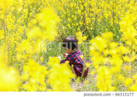 Infant boys playing in the rape field Infant boys playing in the rape field 66315177