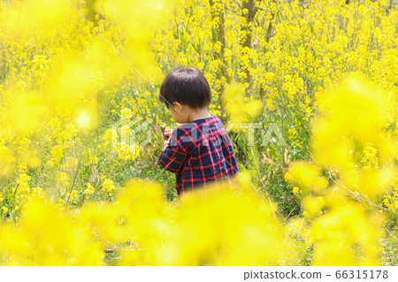 Infant boys playing in the rape field Infant boys playing in the rape field 66315178