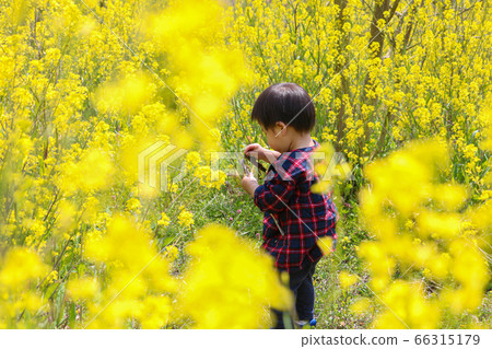Infant boys playing in the rape field Infant boys playing in the rape field 66315179