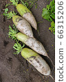Japanese radish 66315206