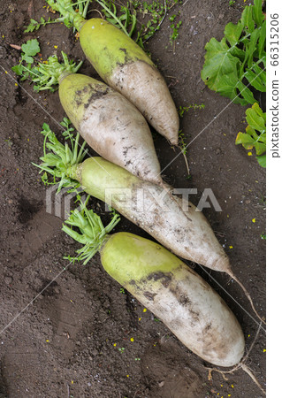 Japanese radish Japanese radish 66315206