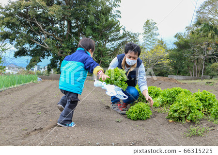 在田間工作的親子親子嬰兒 66315225