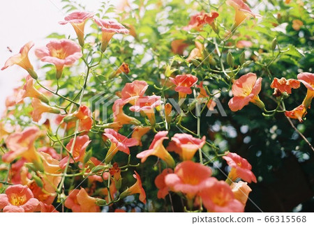 藍花楹 66315568