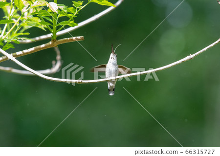 Anna Hummingbird sticking out his tongue while facing up Bank-Bar British Columbia Canada 66315727