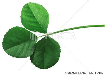 Fenugreek leaf  (Trigonella corniculata) isolated 66315907