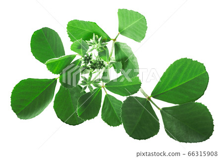 Fenugreek leaves with inflorescences (Trigonella 66315908