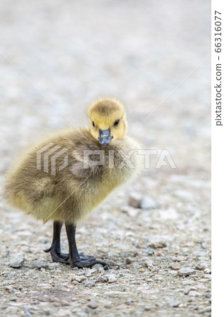 A Canadian geese chick nestling in Bank Bar British Columbia Canada A Canadian geese chick nestling in Bank Bar British Columbia Canada 66316077