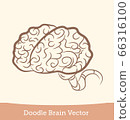 doodle brain isolated on white background. Vector 66316100