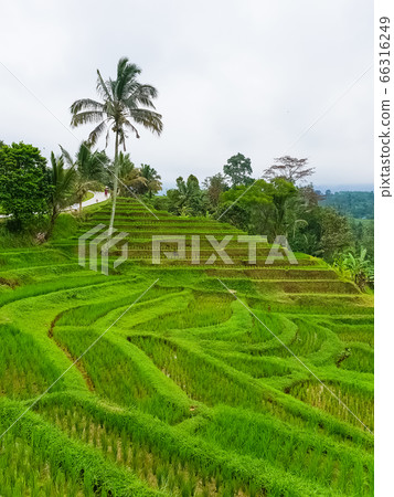 Panorama view on rice terraces Jatiluwih 66316249
