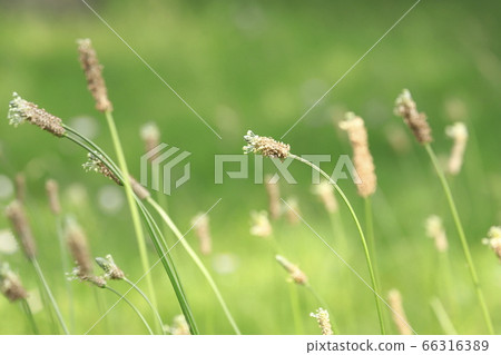 Wild plantain flower wildflower 66316389