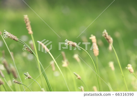 Wild plantain flower wildflower Wild plantain flower wildflower 66316390