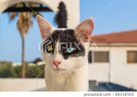 White and black cat with heterchromia, two 66316503