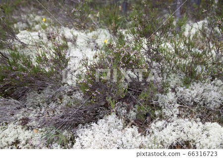 Blooming heather in wild pine forest Blooming heather in wild pine forest 66316723