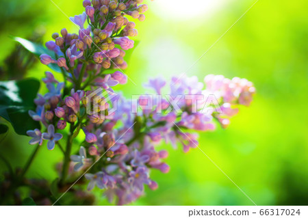 Branch of blossoming lilac on a sunny day Branch of blossoming lilac on a sunny day 66317024
