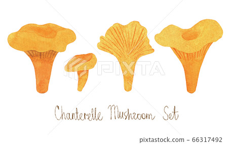 Watercolor set of chanterelle mushroom set. Isolated on white background 66317492
