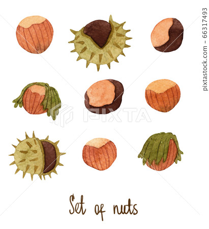 Watercolor set of different nuts. Isolated on white background Watercolor set of different nuts. Isolated on white background 66317493