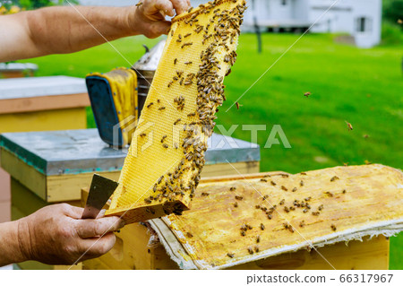 A man checks the honeycomb beekeeping holding a A man checks the honeycomb beekeeping holding a 66317967