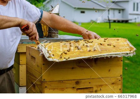 Beekeeper opens the hive to inspect the life of Beekeeper opens the hive to inspect the life of 66317968