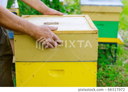 Beekeeper opens the hive to inspect the life of Beekeeper opens the hive to inspect the life of 66317972