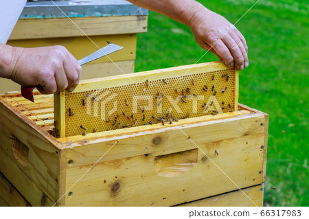 Beekeeping apiculture beekeeper works with bees 66317983