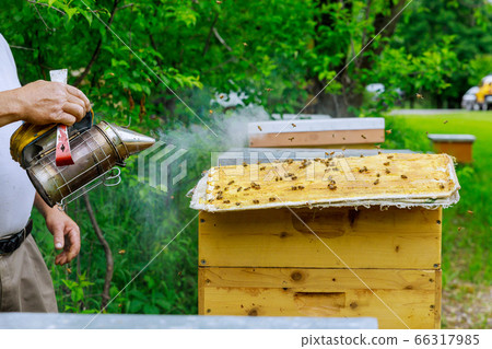 Beekeeping beekeeper treats the hives with smoke 66317985