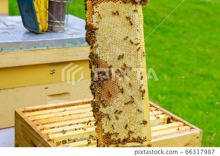 Beekeeper working with bees standing near beehives 66317987