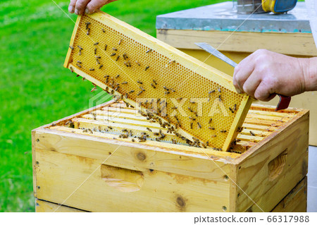 Beekeeper works on takes out frames with Beekeeper works on takes out frames with 66317988