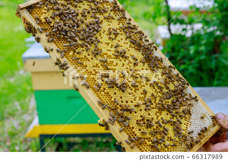 Beekeeper holds a open honeycombs with frame raw 66317989