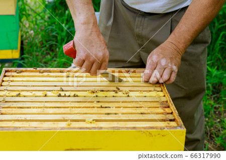 Beekeeper works on takes out frames with 66317990