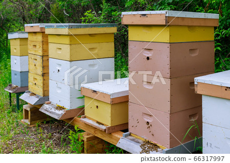 Bees flying near the hive farm working on bees Bees flying near the hive farm working on bees 66317997