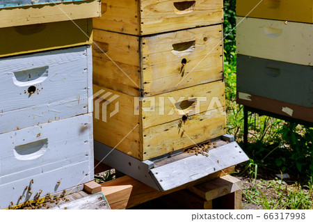 Closeup of bees colony working on bees hive Closeup of bees colony working on bees hive 66317998